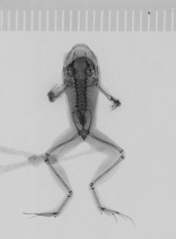 Media type: image;   Herpetology A-25599 Aspect: dorsoventral x-ray